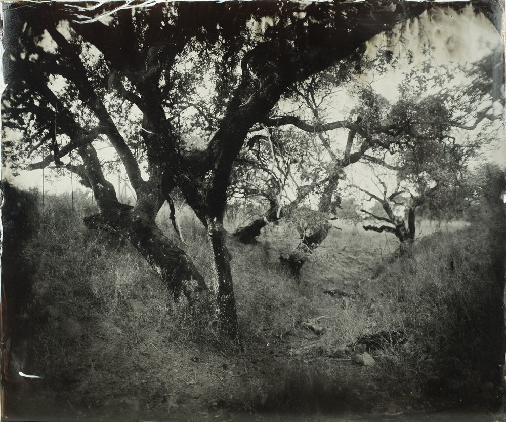 Lindsey Ross - Ultra large format wet plate images